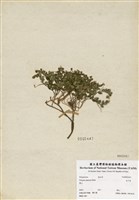 藏品(瓜子金)的圖片